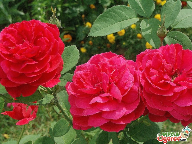 Выращивание роз в теплицах: правила и секреты мастеров
